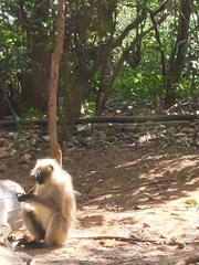 Semnopithecus hypoleucos