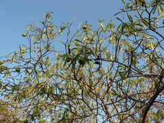 Cascabela ovata