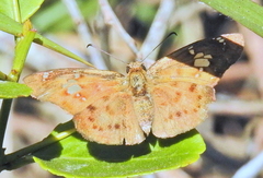 Eagris nottoana knysna