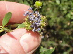 Ceanothus parvifolius
