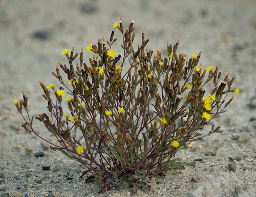 elegant hawksbeard (Crepis elegans)