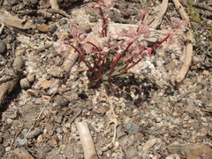 Calyptridium monospermum