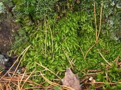 Plagiothecium curvifolium