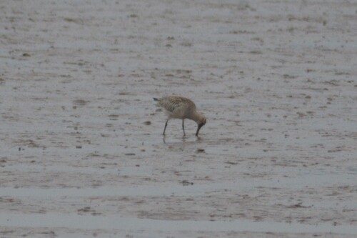 Aguja colipinta (Limosa lapponica)