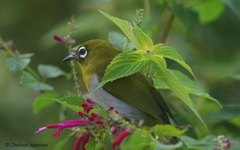 Zosterops ceylonensis