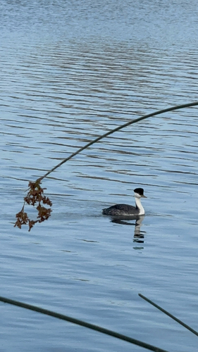 iNaturalist observation photo of Western Grebe