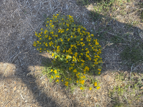 iNaturalist observation photo of Chinchweed