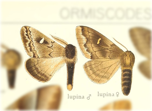 Ormiscodes rufosignata