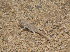 Liolaemus atacamensis