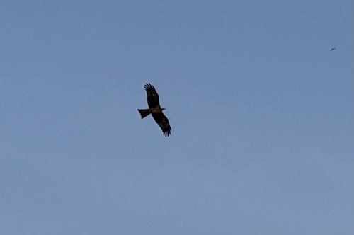 Black Kite