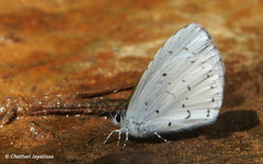 Udara akasa