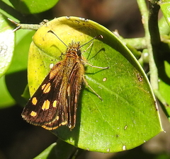 Metisella metis paris