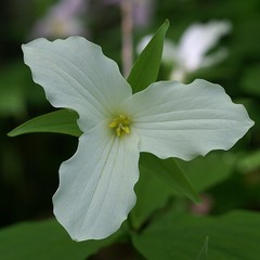 Trillium grandiflorum