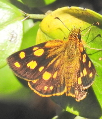 Metisella metis paris
