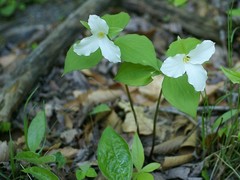Trillium grandiflorum