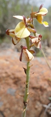 Eulophia tuberculata