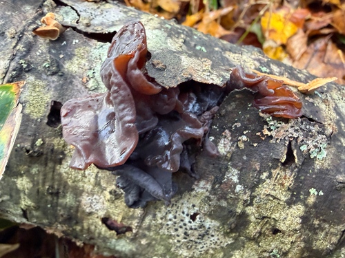 Auricularia