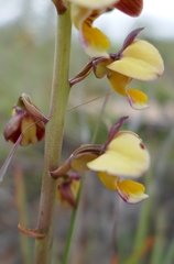 Eulophia tuberculata