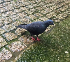 Columba livia domestica