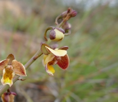 Eulophia tuberculata