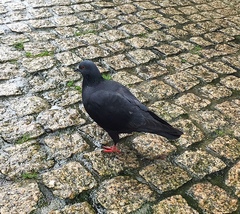 Columba livia domestica