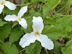 Trillium grandiflorum