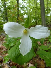 Trillium grandiflorum