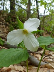 Trillium grandiflorum