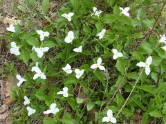 Trillium grandiflorum