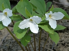 Trillium grandiflorum