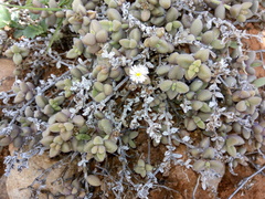 Delosperma echinatum