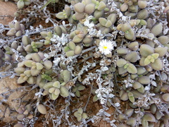 Delosperma echinatum