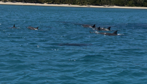 Spinner Dolphin