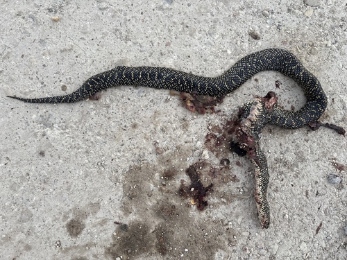 Speckled Kingsnake