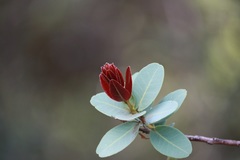 Byrsonima crassifolia