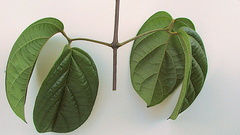 Amphilophium scabriusculum