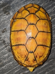 Kinosternon chimalhuaca