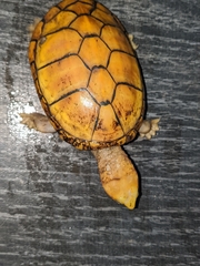 Kinosternon chimalhuaca