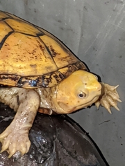 Kinosternon chimalhuaca