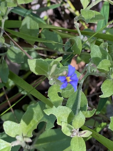 Dampiera ferruginea observed 2025-07-14