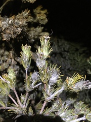 Adenanthos cygnorum