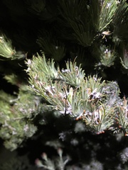 Adenanthos cygnorum
