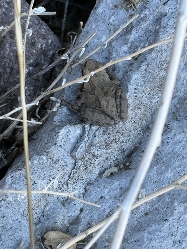 Pacific chorus frog photographed in Nevada