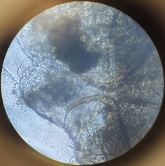 Lachesilla pedicularia