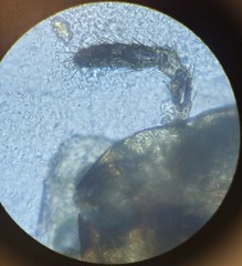 Lachesilla pedicularia