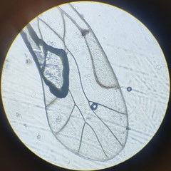 Lachesilla pedicularia