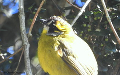 Pycnonotus penicillatus