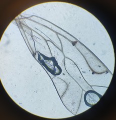 Lachesilla pedicularia