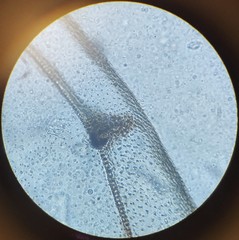 Lachesilla pedicularia