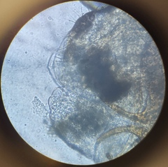 Lachesilla pedicularia